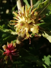 Andricus grossulariae