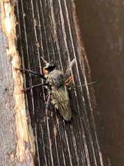 Cyrtopogon dasyllis