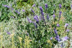 Lupinus burkei