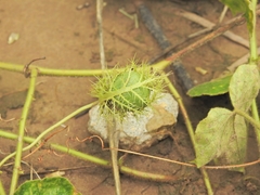 Passiflora foetida