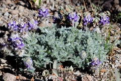 Lupinus lepidus confertus