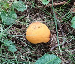 Calvatia rubroflava