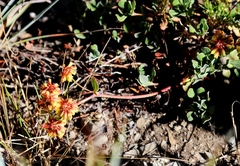 Eriogonum marifolium