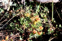 Eriogonum marifolium
