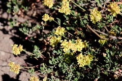 Eriogonum marifolium