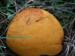 Calvatia rubroflava