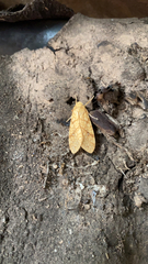 Lophocampa annulosa