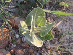 Asclepias nummularia