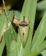 Xerophloea viridis