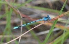 Argia nahuana