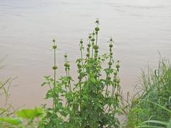 Leonotis nepetifolia