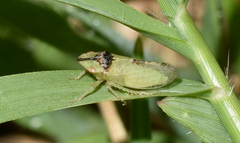 Xerophloea viridis