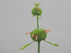 Leonotis nepetifolia