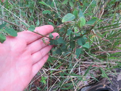 Desmodium marilandicum