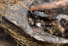 Dermestes