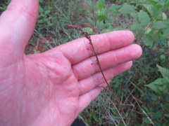 Desmodium marilandicum