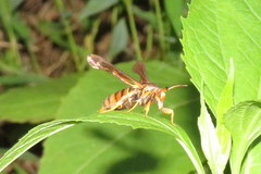 Vitacea polistiformis