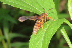 Vitacea polistiformis