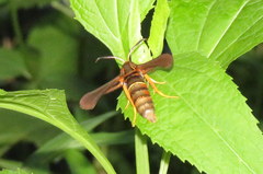 Vitacea polistiformis