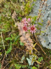 Sempervivum pumilum