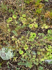 Sempervivum pumilum