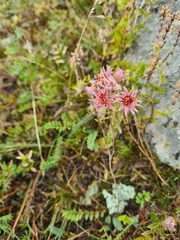 Sempervivum pumilum