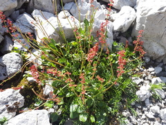 Rumex nivalis