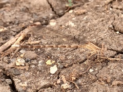 Argia immunda