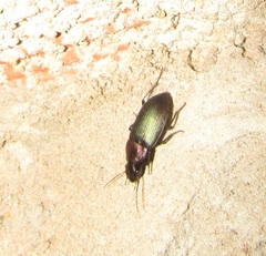 Neoaulacoryssus speciosus