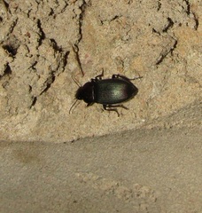 Neoaulacoryssus speciosus