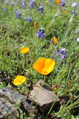 Eschscholzia lobbii