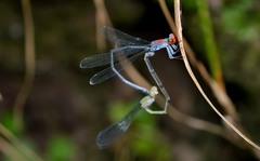 Neoneura aaroni