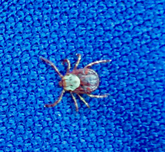 Dermacentor andersoni