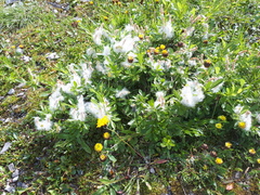 Salix breviserrata