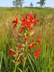 Silene regia