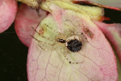 Theridion varians