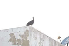 Coragyps atratus