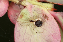Theridion varians