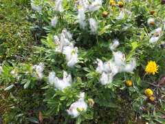 Salix breviserrata