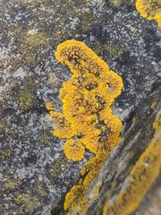 Variospora flavescens