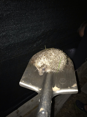 Erinaceus roumanicus