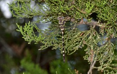 Macromia