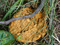 Calvatia rubroflava