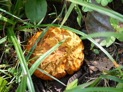 Calvatia rubroflava