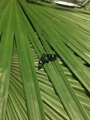 Leucotmemis nexa