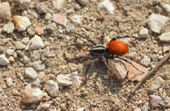 Castianeira occidens