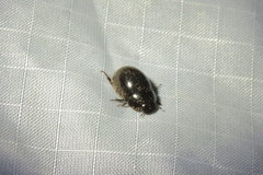 Limnohydrobius melaenus