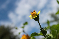Bidens biternata