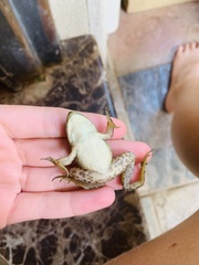 Lithobates catesbeianus