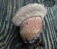 Tylopilus violatinctus